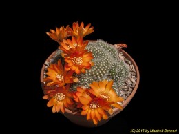 Rebutia edeltraudae RW66 1765 (2)